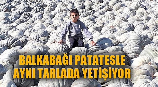 BALKABAĞI PATATESLE AYNI TARLADA YETİŞİYOR