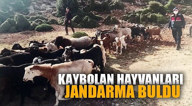 KAYBOLAN HAYVANLARI JANDARMA BULDU