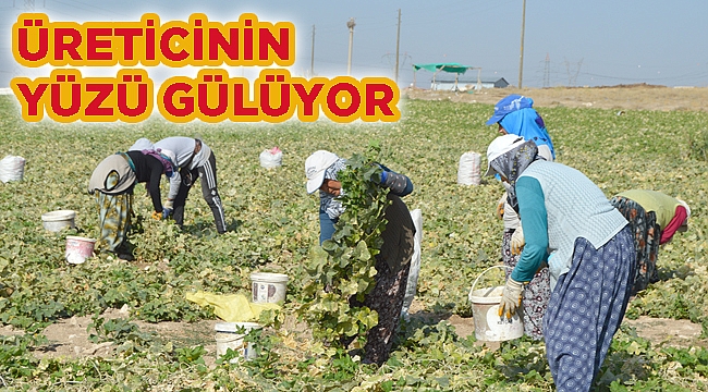 Türkiye'nin kornişon deposunda üreticinin yüzü gülüyor