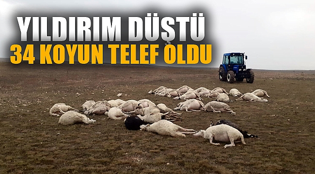 Üzerine yıldırım düşen sürüdeki 34 koyun telef oldu