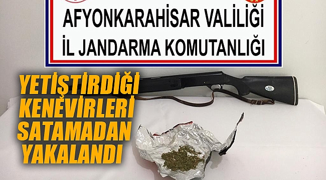 Yetiştirdiği kenevirleri satamadan jandarmaya yakalandı 