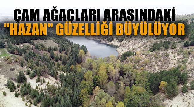 ÇAM AĞAÇLARI ARASINDAKİ "HAZAN" GÜZELLİĞİ BÜYÜLÜYOR