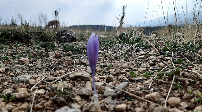 Dağlarda açan kış çiçekleri kendine hayran bıraktı