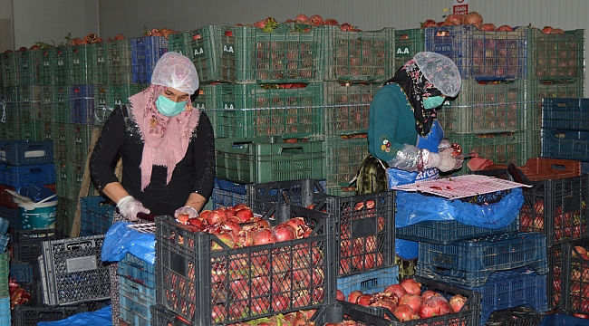Dondurulmuş meyveler Avrupa’ya ihraç ediliyor