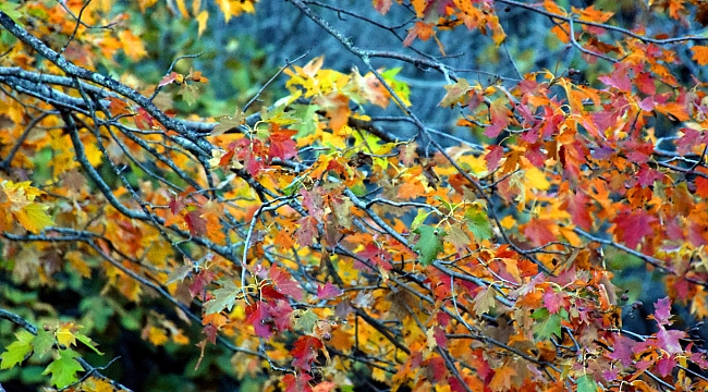 Kiraz bahçelerinde kış güzelliği