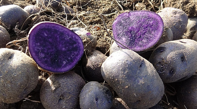 Mor patateste yüksek verim elde edildi