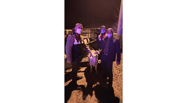 Çalınan koyunları kesilmekten JASAT kurtardı