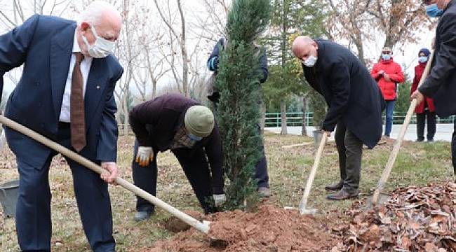 GECEK TERMALE 600 YENİ FİDAN