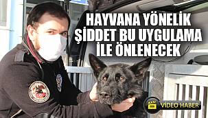 Hayvana yönelik şiddetin önüne bu uygulamayla geçilecek 