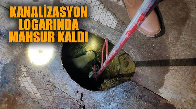 Kanalizasyon logarında mahsur kaldı