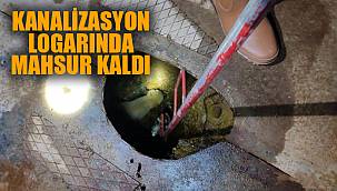 Kanalizasyon logarında mahsur kaldı