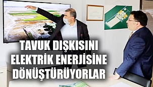 TAVUK DIŞKISI ELEKTRİK ENERJİSİNE DÖNÜŞÜYOR