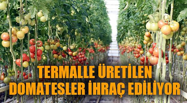 TERMALLE ÜRETİLEN DOMATESLER İHRAÇ EDİLİYOR