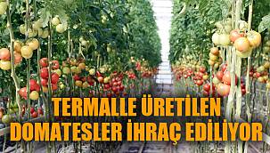 TERMALLE ÜRETİLEN DOMATESLER İHRAÇ EDİLİYOR