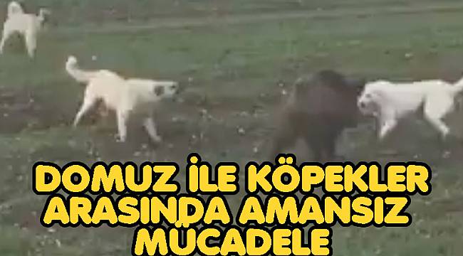Afyon'da Domuz ile köpekler arasındaki amansız mücadele böyle görüntülendi