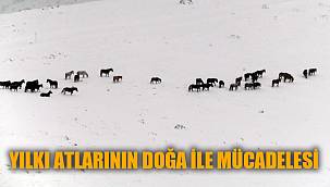 Afyon Sandıklı'da yılkı atlarının doğa ile mücadelesi görüntülendi 