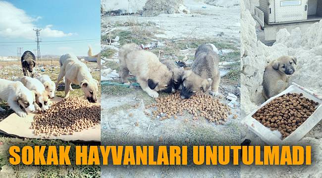 BELEDİYE SOKAK HAYVANLARINI UNUTMADI