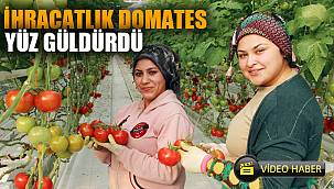 İhracatlık domates üreticinin yüzünü güldürdü 