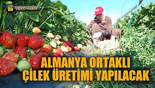 İhsaniye'de Alman ortaklığı ile çilek yetiştirilecek 
