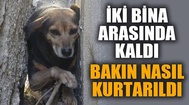İKİ BİNA ARASINDA KALDI