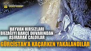JASAT hayvan hırsızlarını Gürcistan’a kaçarken yakaladı 