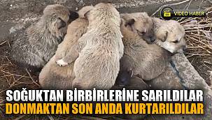 Kar altında kalan 9 yavru köpeği donmaktan son anda kurtardılar 