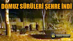 Kent merkezine domuz sürüsü indi 