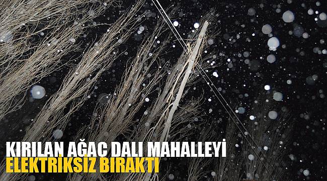 KIRILAN AĞAÇ DALI MAHALLEYİ ELEKTRİKSİZ BIRAKTI