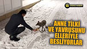 Şantiye çalışanları anne tilki ve yavrusunu elleriyle besliyor 