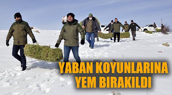 YABAN KOYUNLARINA YEN BIRAKILDI