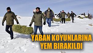 YABAN KOYUNLARINA YEN BIRAKILDI