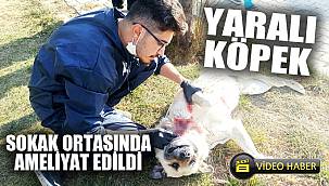 YARALI KÖPEK SOKAK ORTASINDA AMELİYAT EDİLDİ