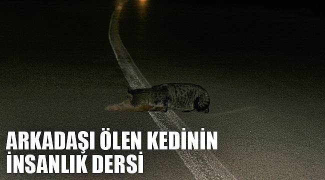 ARKADAŞI ÖLEN KEDİNİN İNSANLIK DERSİ