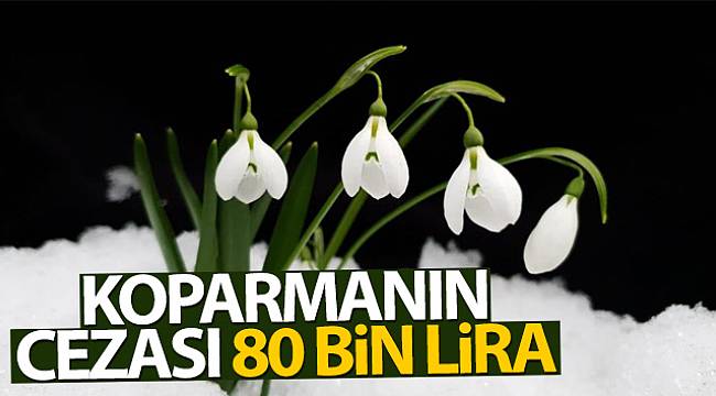 Bu çiçeği koparmanın cezası 80 bin lira