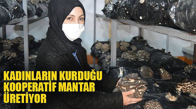 KADINLARIN KURDUĞU KOOPERATİF MANTAR ÜRETİYOR
