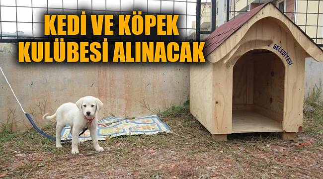 KEDİ VE KÖPEK KULÜBESİ ALINACAK