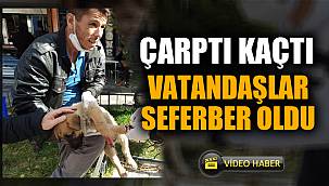 Vatandaşlar otomobilin ezdiği yavru köpek için seferber oldu 
