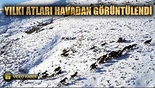 Yılkı atları drone ile görüntülendi 