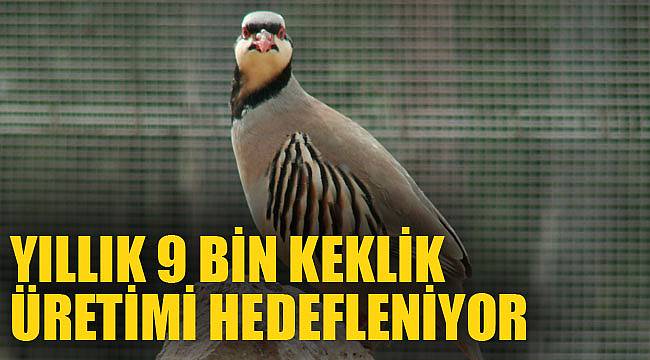 YILLIK 9 BİN KEKLİK ÜRETİMİ HEDEFLENİYOR