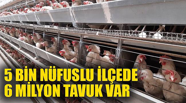 5 bin nüfuslu ilçede 6 milyon tavuk var