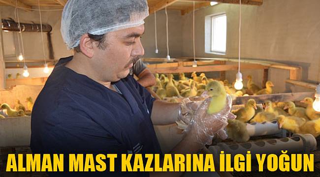 Alman Mast kazlarına ilgi yoğun