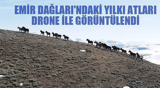 EMİR DAĞLARI'NDAKİ YILKI ATLARI DRONE İLE GÖRÜNTÜLENDİ