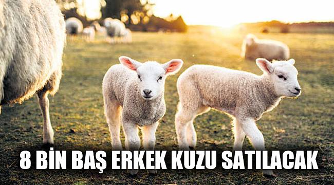 Erkek kuzu satılacak