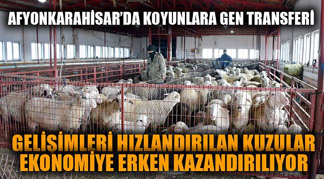 Gelişimleri hızlandırılan kuzular, ekonomiye erken kazandırılıyor