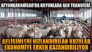 Gelişimleri hızlandırılan kuzular, ekonomiye erken kazandırılıyor