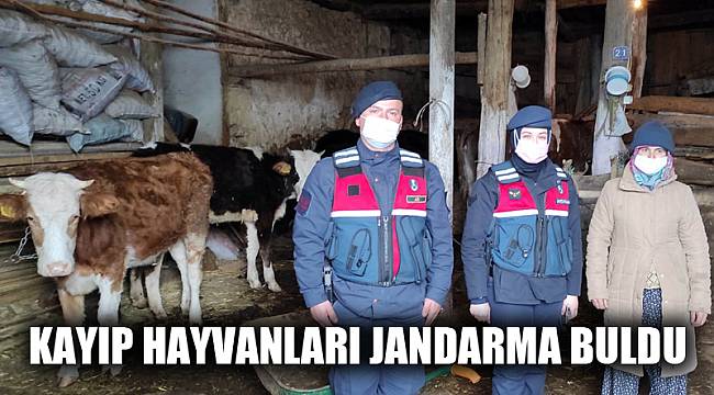 Kaybolan büyükbaş hayvanları jandarma buldu