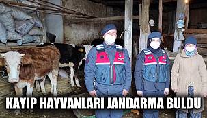 Kaybolan büyükbaş hayvanları jandarma buldu
