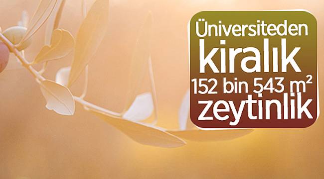 ÜNİVERSİTEDEN KİRALIK ZEYTİNLİK