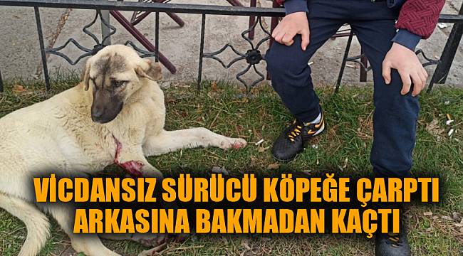 Vicdansız sürücü köpeğe çarptı, arkasına bakmadan kaçtı