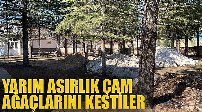 YARIM ASIRLIK ÇAM AĞAÇLARINI KESTİLER